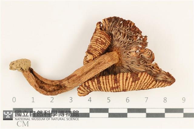 登錄號:F0038180藏品圖，第3張