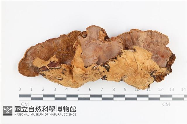 木層孔菌屬藏品圖，第3張