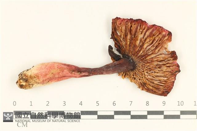 登錄號:F0038080藏品圖，第3張