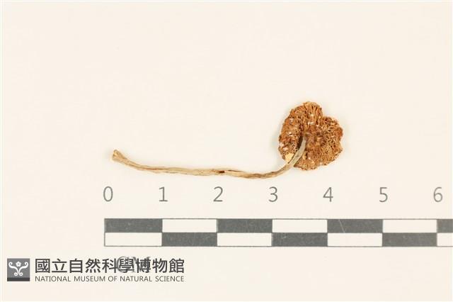 登錄號:F0037080藏品圖，第3張