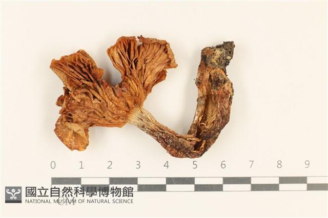 館號:F0037230藏品圖，第3張