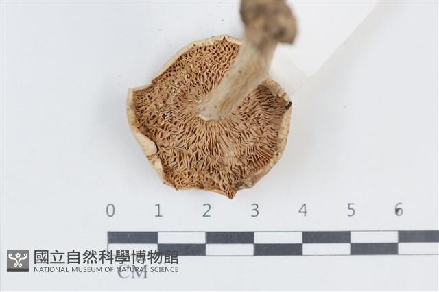 登錄號:F0038830藏品圖，第3張