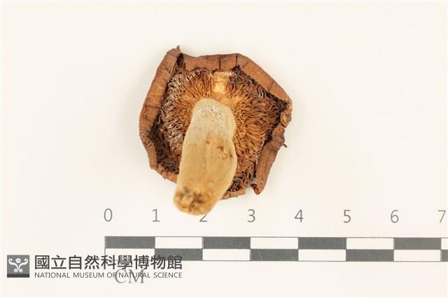 登錄號:F0036830藏品圖，第3張