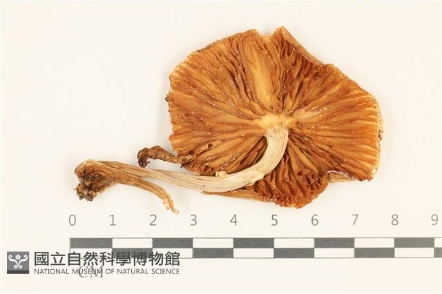 登錄號:F0036930藏品圖，第3張