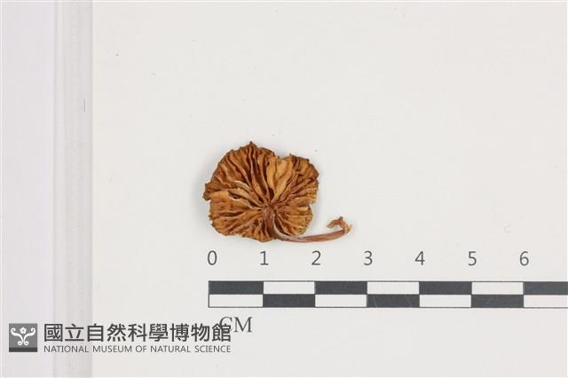 登錄號:F0036630藏品圖，第3張