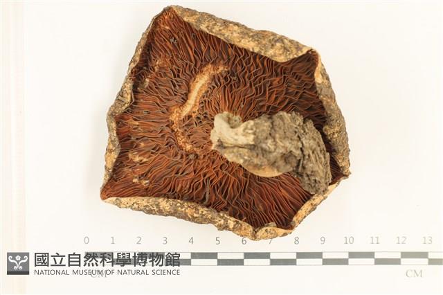 登錄號:F0037630藏品圖，第3張