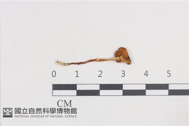 登錄號:F0038730藏品圖，第3張