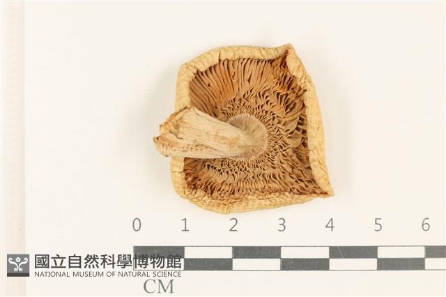 登錄號:F0037730藏品圖，第3張