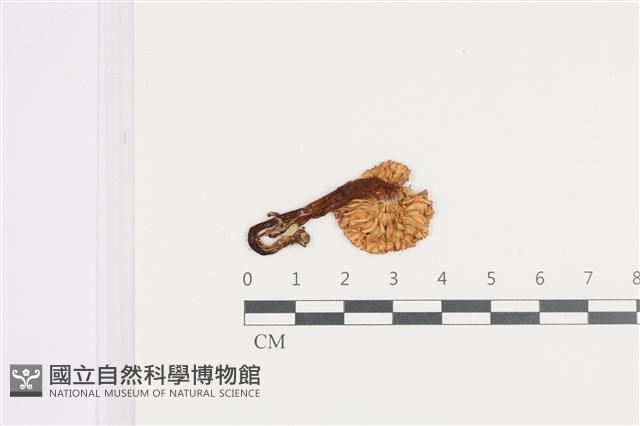 登錄號:F0036130藏品圖，第3張