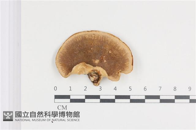 栓菌屬藏品圖，第3張
