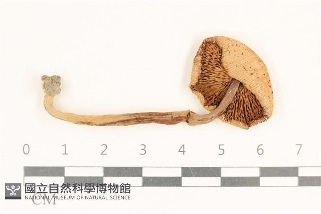 登錄號:F0037270藏品圖，第3張