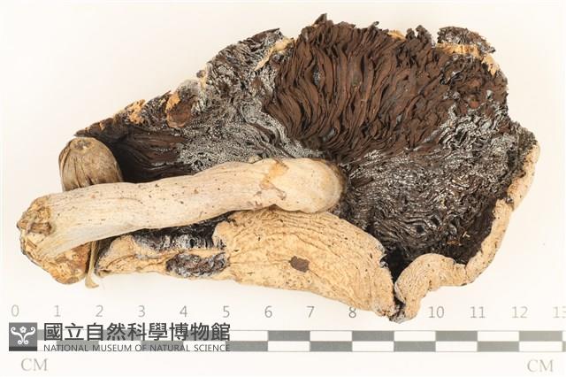 登錄號:F0036870藏品圖，第3張