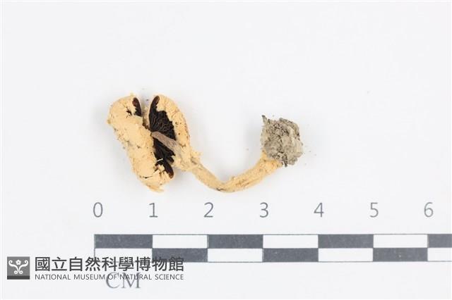 登錄號:F0038670藏品圖，第3張