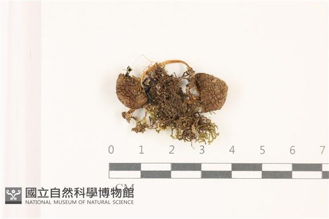 登錄號:F0037470藏品圖，第3張
