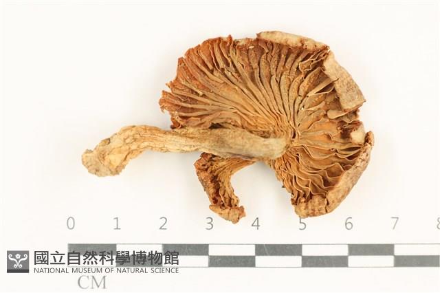 登錄號:F0037570藏品圖，第3張