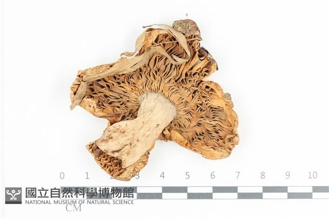 登錄號:F0036170藏品圖，第3張