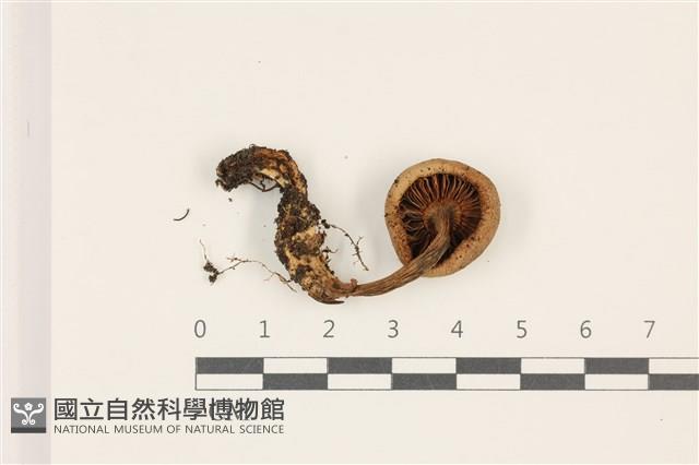 粉褶菌屬藏品圖，第3張