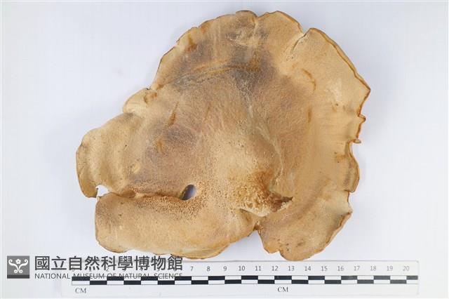 登錄號:F0038866藏品圖，第3張