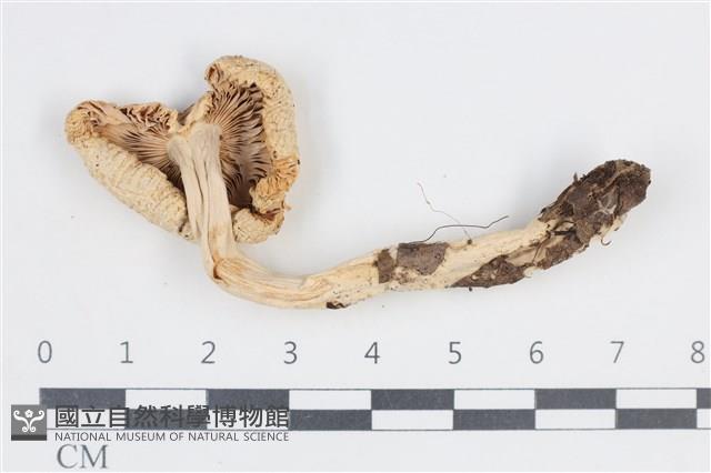 登錄號:F0038666藏品圖，第3張