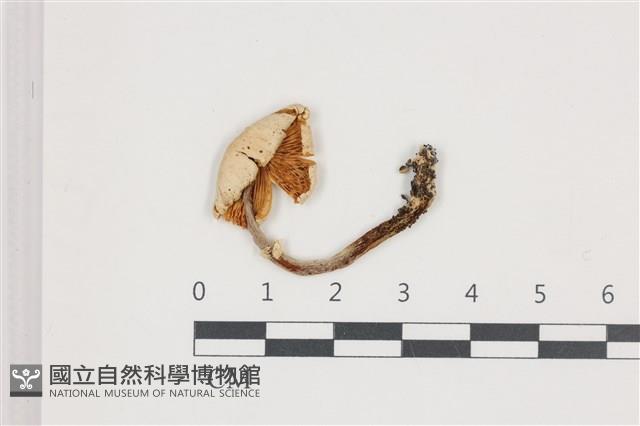 登錄號:F0036666藏品圖，第3張