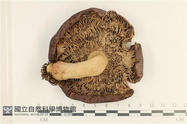 登錄號:F0037666藏品圖，第3張