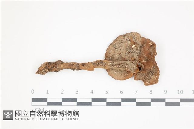 假芝屬藏品圖，第3張