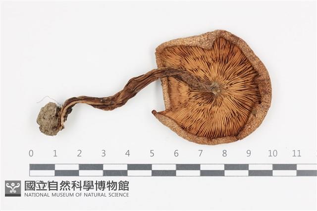 登錄號:F0036066藏品圖，第3張