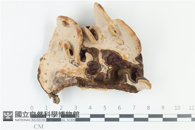 登錄號:F0039066藏品圖，第3張