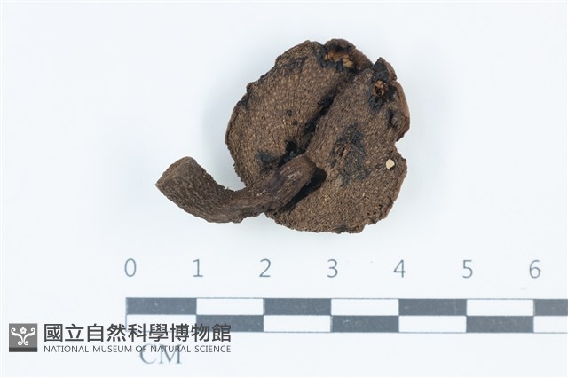 登錄號:F0039366藏品圖，第3張