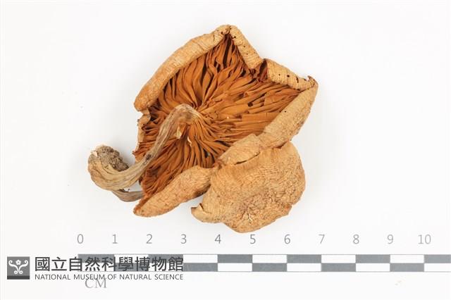 登錄號:F0036626藏品圖，第3張