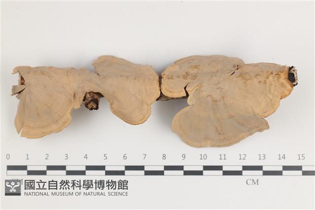 蠔韌革菌藏品圖，第3張