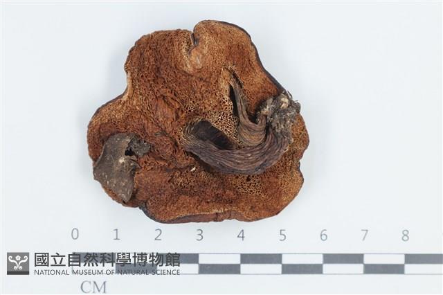 登錄號:F0038726藏品圖，第3張