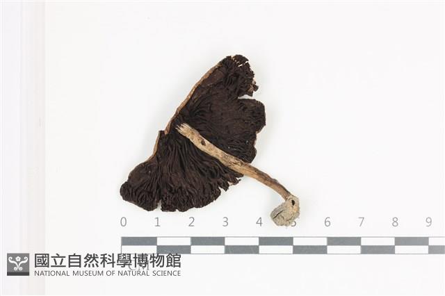 登錄號:F0036526藏品圖，第3張