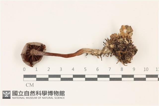 登錄號:F0037526藏品圖，第3張