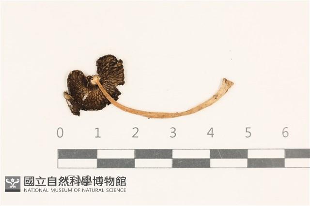 登錄號:F0037126藏品圖，第3張