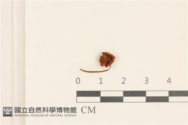 小皮傘屬藏品圖，第3張