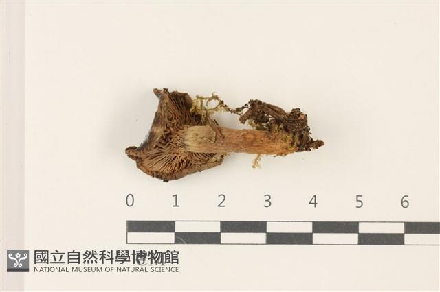 紅菇屬藏品圖，第3張