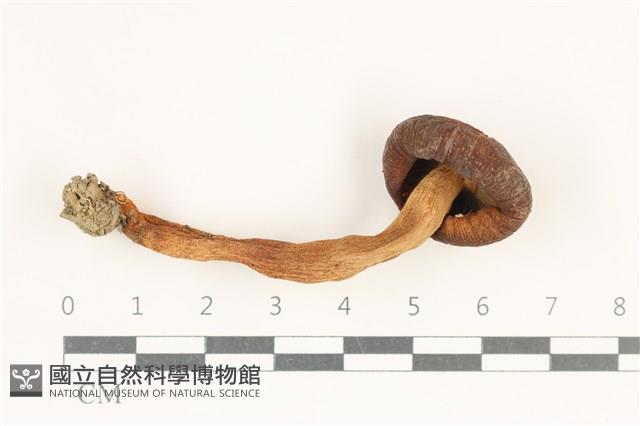 登錄號:F0038206藏品圖，第3張