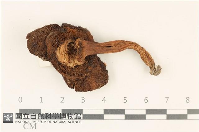 登錄號:F0036906藏品圖，第3張