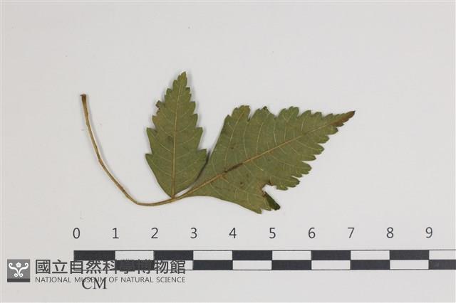 白粉病藏品圖，第3張