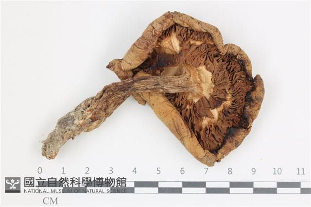 登錄號:F0036506藏品圖，第3張