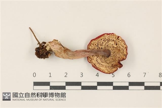 登錄號:F0037506藏品圖，第3張