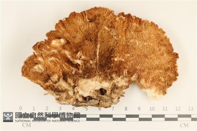 登錄號:F0037006藏品圖，第3張