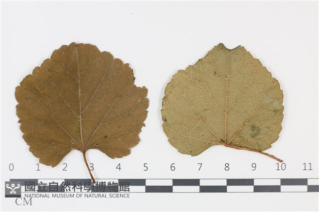 登錄號:F0035306藏品圖，第3張