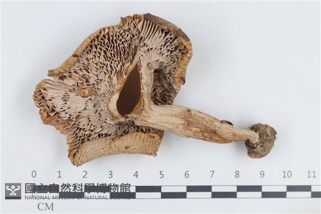 登錄號:F0038816藏品圖，第3張