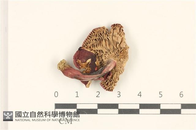 登錄號:F0036916藏品圖，第3張