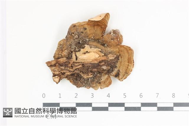 蠔韌革菌藏品圖，第3張