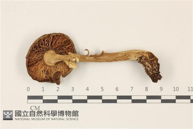 登錄號:F0037416藏品圖，第3張