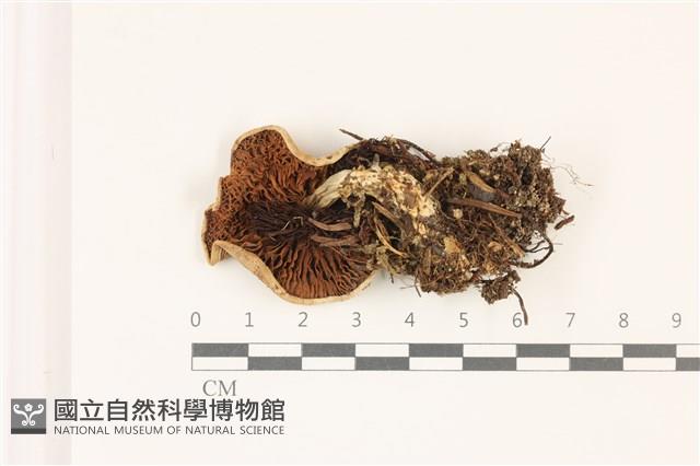 登錄號:F0037516藏品圖，第3張