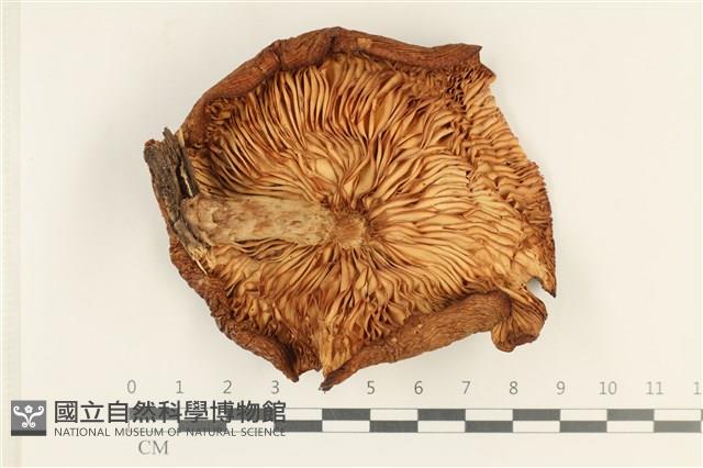 登錄號:F0038016藏品圖，第3張